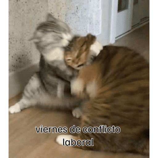 Gatitos meme 😸✨ 20