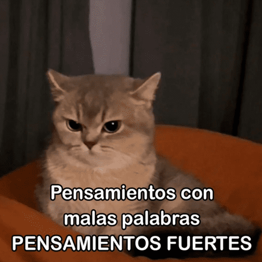 Gatitos meme 😸✨ 9