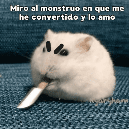 Gatitos meme 😸✨ 22