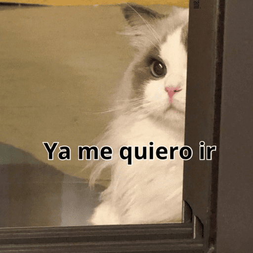 Gatitos meme 😸✨ 23
