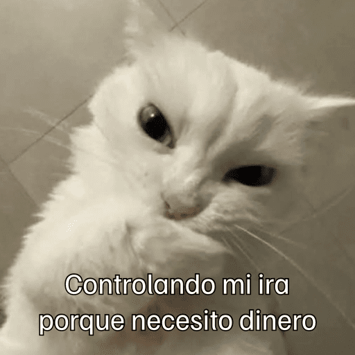 Gatitos meme 😸✨ 13