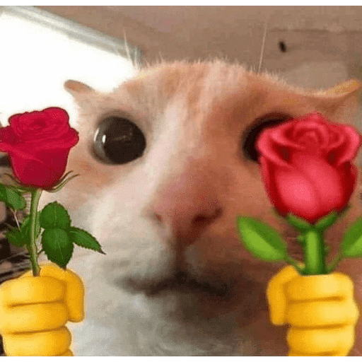 Gatitos meme 😸✨ 17