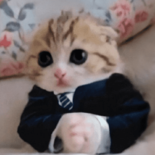 Gatitos meme 😸✨ 14