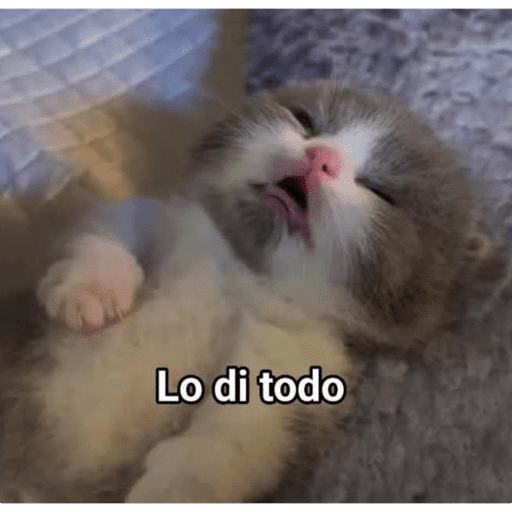 Gatitos meme 😸✨ 10