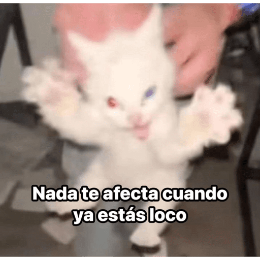 Gatitos meme 😸✨ 7