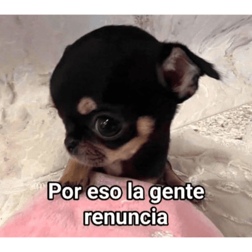 Gatitos meme 😸✨ 12