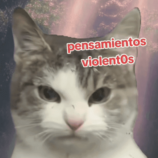 Gatitos meme 😸✨ 11