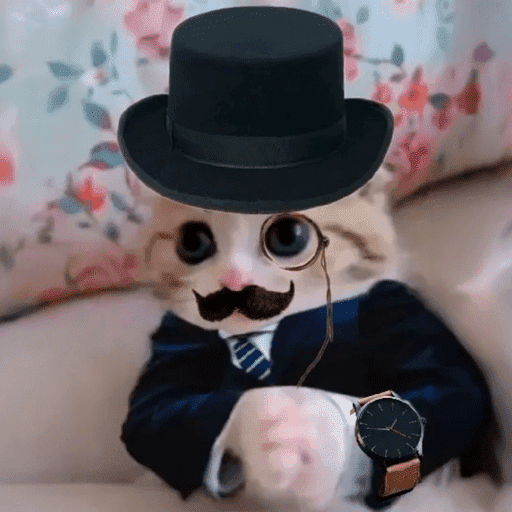 Gatitos meme 😸✨ 15