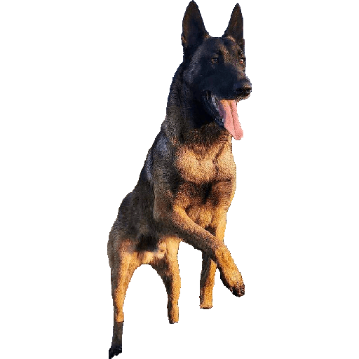 Malinois  11