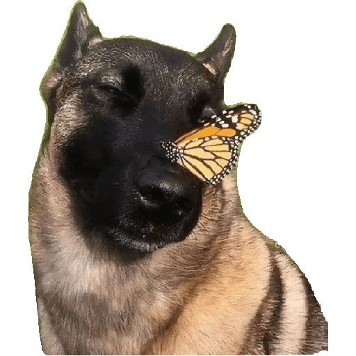 Malinois  15