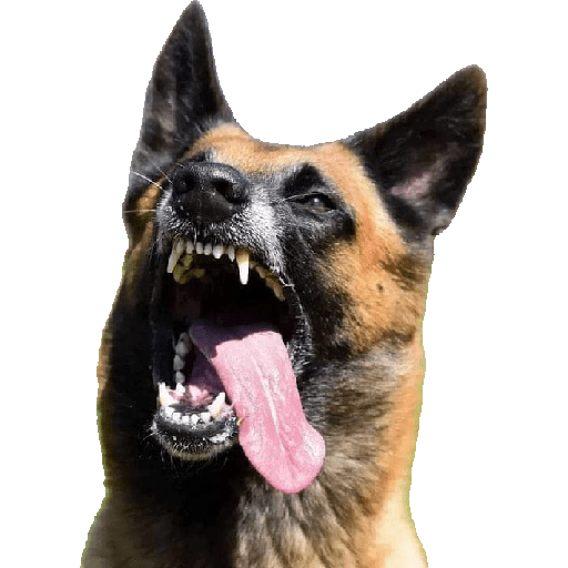 Malinois  18