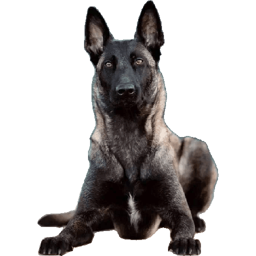 Malinois  10