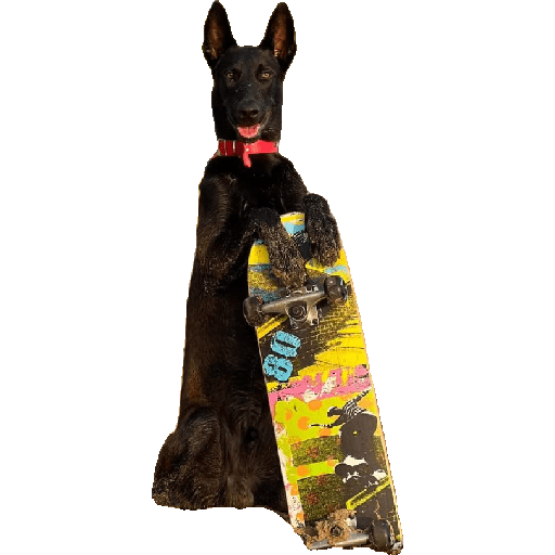 Malinois  19
