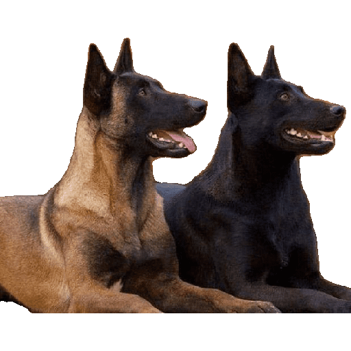 Malinois  20