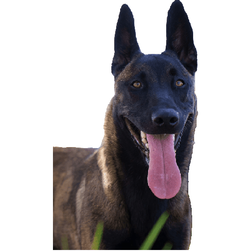 Malinois  13