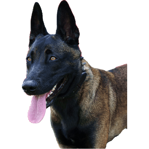 Malinois  14