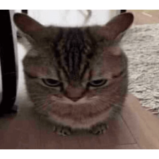 Animais 2 21