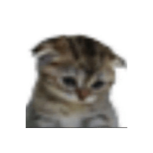 Animais 2 14