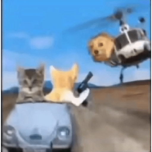 Animais 2 12