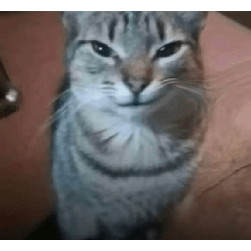 Animais 2 10
