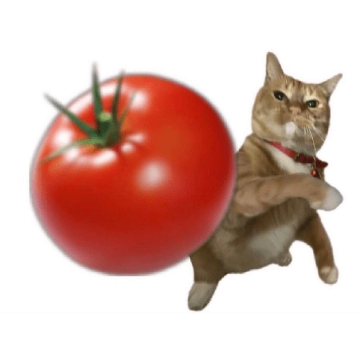 Guerra de tomates & derivados