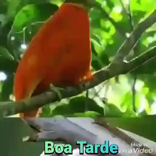 Boa Tarde  1