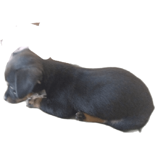Pinscher 03/07/24 10