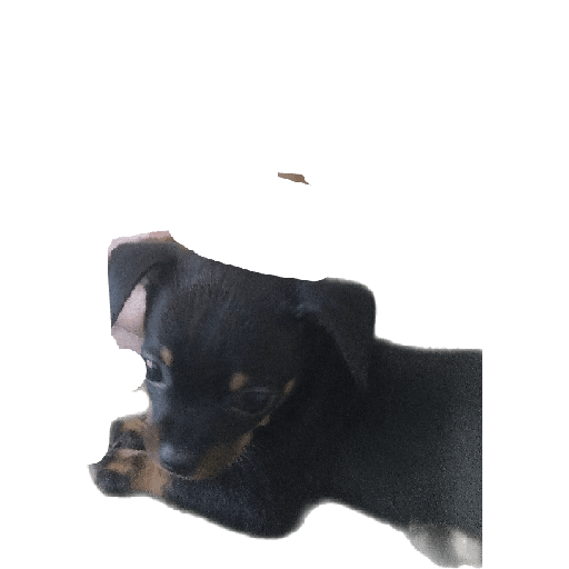 Pinscher 03/07/24 9