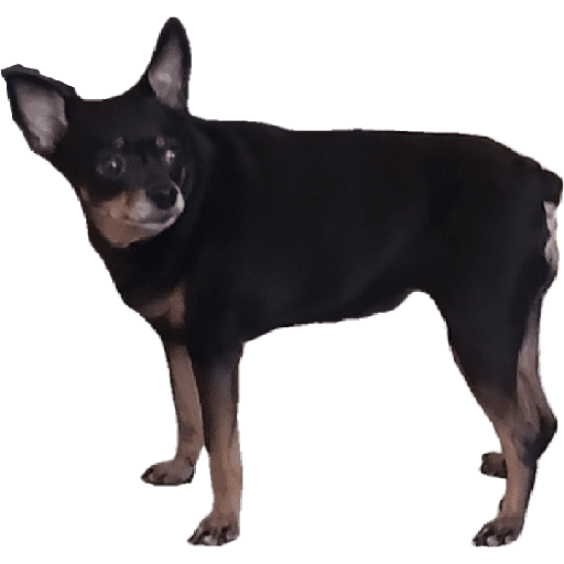 Pinscher 03/07/24 12