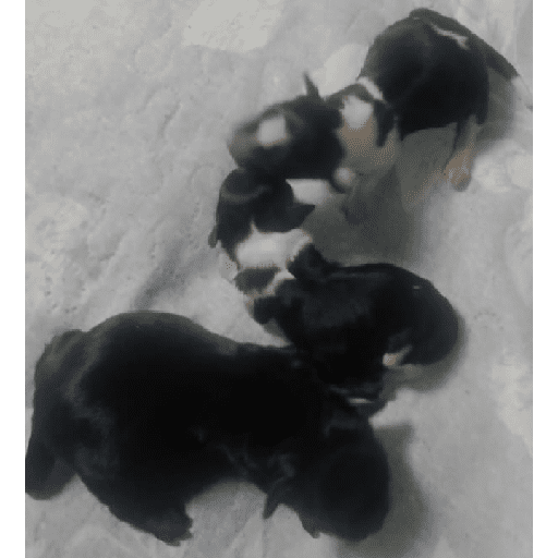 Pinscher 03/07/24 5