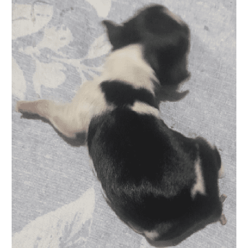 Pinscher 03/07/24 6