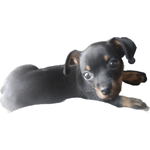 Pinscher 03/07/24 11