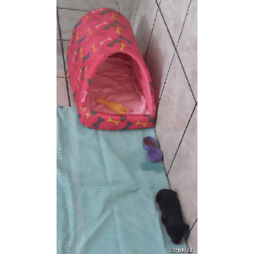 Pinscher 03/07/24 7