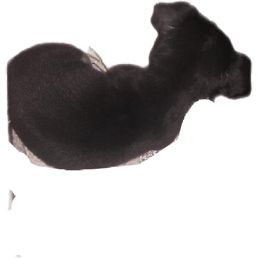 Pinscher 03/07/24 8