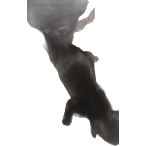 Pinscher 03/07/24 2