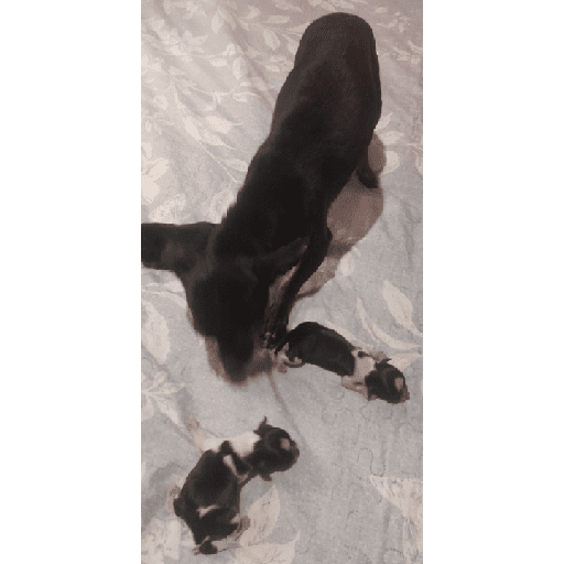 Pinscher 03/07/24 3