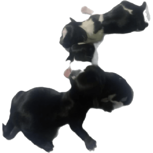 Pinscher 03/07/24 4