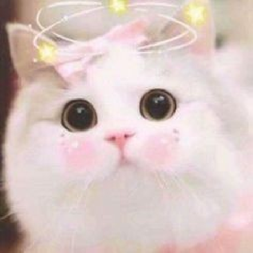 Gatos cute 4