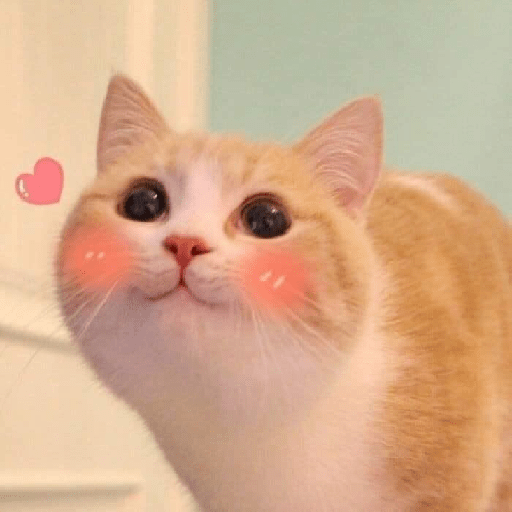 Gatos cute 5