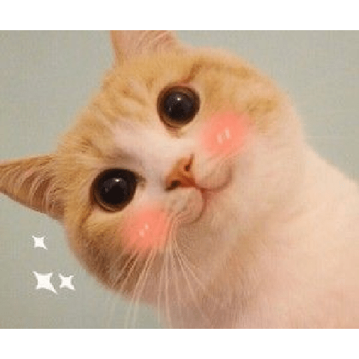 Gatos cute 1