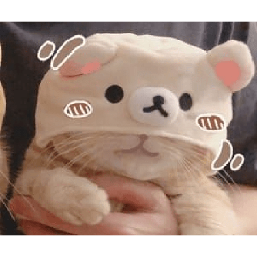 Gatos cute 3