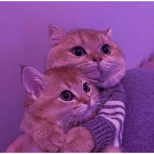 Gatos cute 15
