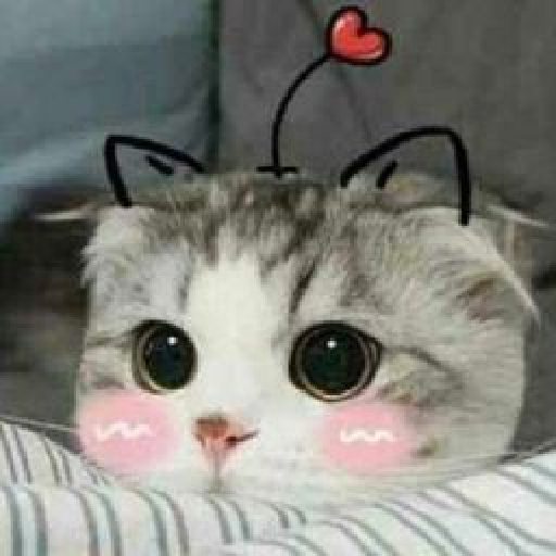 Gatos cute 11
