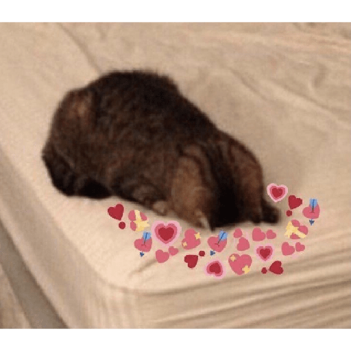 Gatos cute 12