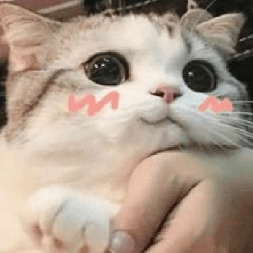 Gatos cute 9