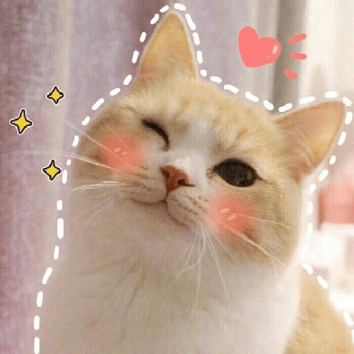 Gatos cute 8