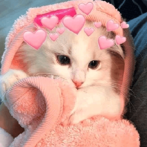 Gatos cute 10