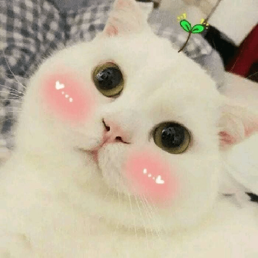 Gatos cute 2