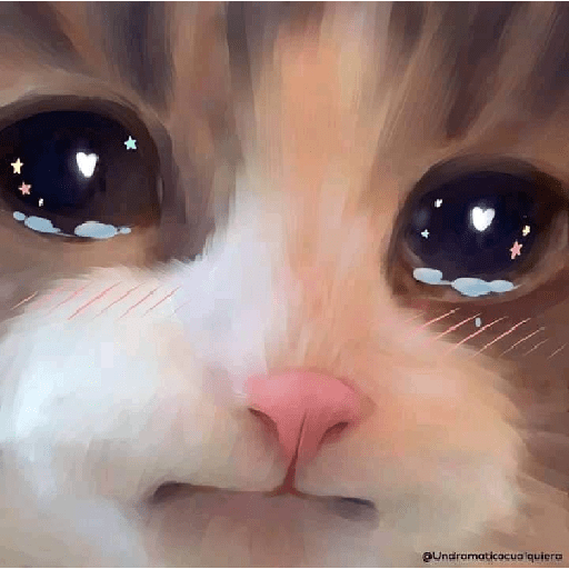 Gatos cute 7