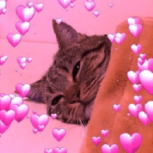 Gatos cute 14